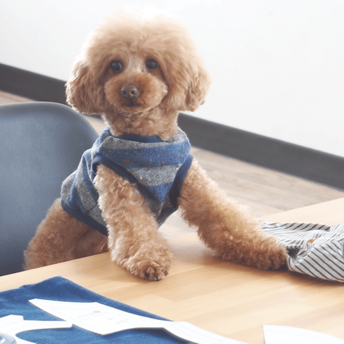 ペットウェアフィッター講座大阪3期 年11月開始 愛犬のための犬服 ペット服の型紙通販 作り方 教室 Milla Milla ミラミラ