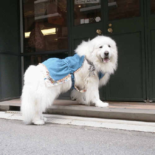 エプロンスカート 愛犬のための犬服 ペット服の型紙通販 作り方 教室 Milla Milla ミラミラ