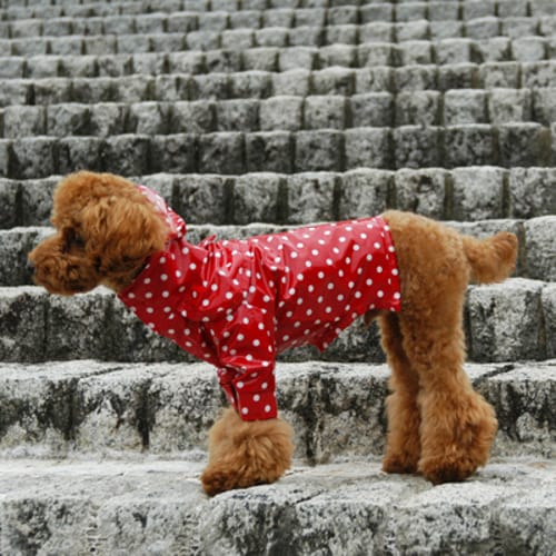 レインコート 愛犬のための犬服 ペット服の型紙通販 作り方 教室 Milla Milla ミラミラ