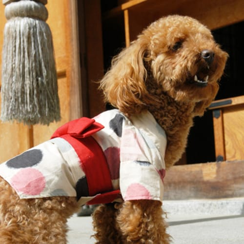 浴衣 愛犬のための犬服 ペット服の型紙通販 作り方 教室 Milla Milla