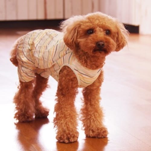 リラックスジャンプスーツ 愛犬のための犬服 ペット服の型紙通販 作り方 教室 Milla Milla ミラミラ