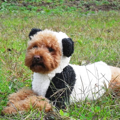 うさぎ パンダ変身コスチューム 愛犬のための犬服 ペット服の型紙通販 作り方 教室 Milla Milla