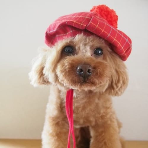 ハロウィンキャスケット 愛犬のための犬服 ペット服の型紙通販 作り方 教室 Milla Milla ミラミラ