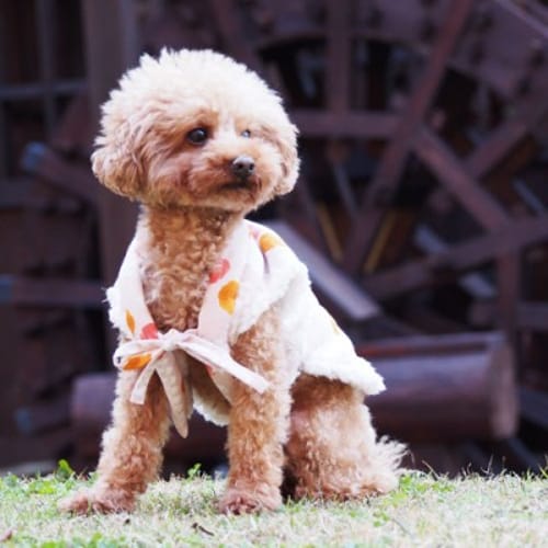 ちゃんちゃんこ 愛犬のための犬服 ペット服の型紙通販 作り方 教室 Milla Milla