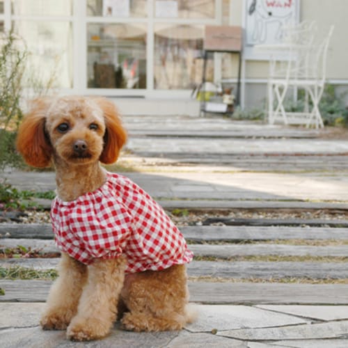 スモック チュニック 愛犬のための犬服 ペット服の型紙通販 作り方 教室 Milla Milla