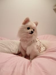 犬服のハンドメイド作品 みんなのかわいい手作り犬服 愛犬のための犬服 ペット服の型紙通販 作り方 教室 Milla Milla 犬服のハンドメイド作品 みんなのかわいい手作り犬服 愛犬のための犬服 ペット服の型紙通販 作り方 教室 Milla Milla