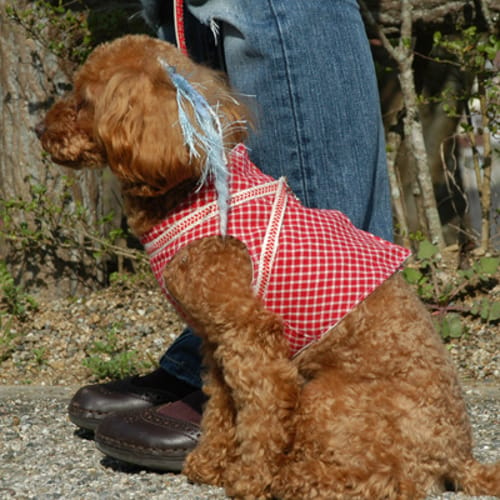 ハーネスウェア 愛犬のための犬服 ペット服の型紙通販 作り方 教室 Milla Milla