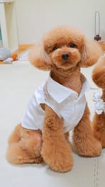 シャツ Millacra 愛犬のための犬服 ペット服の型紙通販 作り方 教室 Milla Milla