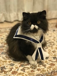 無料セーラーカラー Millacra 愛犬のための犬服 ペット服の型紙通販 作り方 教室 Milla Milla 無料セーラーカラー Millacra 愛犬のための犬服 ペット服の型紙通販 作り方 教室 Milla Milla