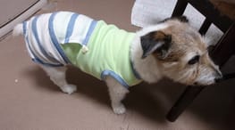 サニタリー マナーパンツ Millacra 愛犬のための犬服 ペット服の型紙通販 作り方 教室 Milla Milla サニタリー マナーパンツ Millacra 愛犬のための犬服 ペット服の型紙通販 作り方 教室 Milla Milla