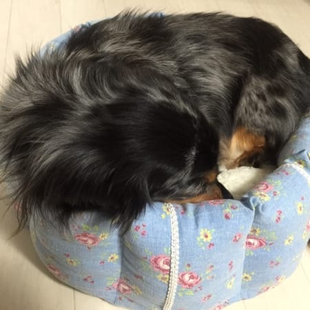 Nanaさんのおしゃれでかんたん 手づくりドッグウエア作品 愛犬のための犬服 ペット服の型紙通販 作り方 教室 Milla Milla ミラミラ