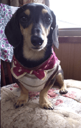 無料の犬服型紙 作り方ダウンロード タンクトップ 愛犬のための犬服 ペット服の型紙通販 作り方 教室 Milla Milla 無料の犬服型紙 作り方ダウンロード タンクトップ 愛犬のための犬服 ペット服の型紙通販 作り方 教室 Milla Milla