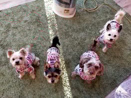 無料タンクトップ Millacra 愛犬のための犬服 ペット服の型紙通販 作り方 教室 Milla Milla 無料タンクトップ Millacra 愛犬のための犬服 ペット服の型紙通販 作り方 教室 Milla Milla