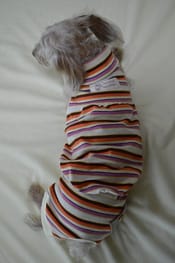サニタリー マナーパンツ Millacra 愛犬のための犬服 ペット服の型紙通販 作り方 教室 Milla Milla サニタリー マナーパンツ Millacra 愛犬のための犬服 ペット服の型紙通販 作り方 教室 Milla Milla