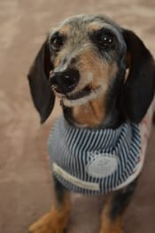 無料クールバンダナ Millacra 愛犬のための犬服 ペット服の型紙通販 作り方 教室 Milla Milla ミラミラ