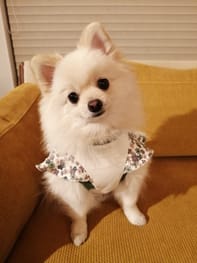ラッフルスリーブトップス Millacra 愛犬のための犬服 ペット服の型紙通販 作り方 教室 Milla Milla