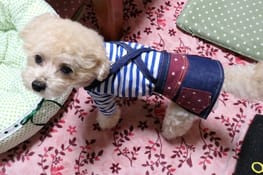 スカート サロペット Millacra 愛犬のための犬服 ペット服の型紙通販 作り方 教室 Milla Milla スカート サロペット Millacra 愛犬のための犬服 ペット服の型紙通販 作り方 教室 Milla Milla