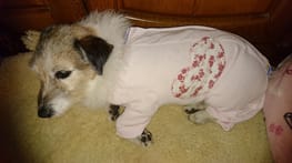 サニタリー マナーパンツ Millacra 愛犬のための犬服 ペット服の型紙通販 作り方 教室 Milla Milla サニタリー マナーパンツ Millacra 愛犬のための犬服 ペット服の型紙通販 作り方 教室 Milla Milla