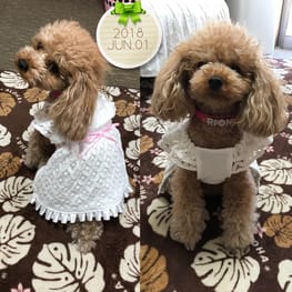 サマードレス Millacra 愛犬のための犬服 ペット服の型紙通販 作り方 教室 Milla Milla サマードレス Millacra 愛犬のための犬服 ペット服の型紙通販 作り方 教室 Milla Milla