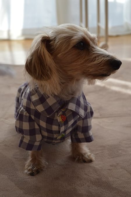 ひなはなさんのシャツ作品 愛犬のための犬服 ペット服の型紙通販 作り方 教室 Milla Milla