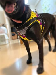 首輪 胴輪 リード Millacra 愛犬のための犬服 ペット服の型紙通販 作り方 教室 Milla Milla 首輪 胴輪 リード Millacra 愛犬のための犬服 ペット服の型紙通販 作り方 教室 Milla Milla