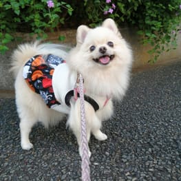 バルーンブラウス Millacra 愛犬のための犬服 ペット服の型紙通販 作り方 教室 Milla Milla ミラミラ