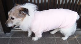 犬服のハンドメイド作品 みんなのかわいい手作り犬服 愛犬のための犬服 ペット服の型紙通販 作り方 教室 Milla Milla 犬服のハンドメイド作品 みんなのかわいい手作り犬服 愛犬のための犬服 ペット服の型紙通販 作り方 教室 Milla Milla