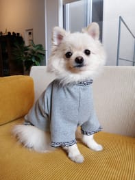 ベーシックラグランtシャツ Millacra 愛犬のための犬服 ペット服の型紙通販 作り方 教室 Milla Milla ベーシックラグランtシャツ Millacra 愛犬のための犬服 ペット服の型紙通販 作り方 教室 Milla Milla