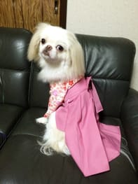 浴衣 Millacra 愛犬のための犬服 ペット服の型紙通販 作り方 教室 Milla Milla ミラミラ