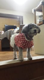リボンワンピース Millacra 愛犬のための犬服 ペット服の型紙通販 作り方 教室 Milla Milla リボンワンピース Millacra 愛犬のための犬服 ペット服の型紙通販 作り方 教室 Milla Milla
