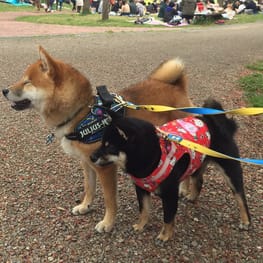 ハーネスウェア Millacra 愛犬のための犬服 ペット服の型紙通販 作り方 教室 Milla Milla