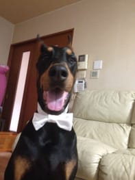 無料の犬服型紙 作り方ダウンロード 蝶ネクタイ 愛犬のための犬服 ペット服の型紙通販 作り方 教室 Milla Milla ミラミラ