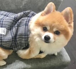 犬服のハンドメイド作品 みんなのかわいい手作り犬服 愛犬のための犬服 ペット服の型紙通販 作り方 教室 Milla Milla