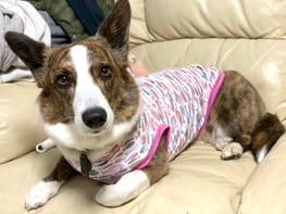 無料タンクトップ Millacra 愛犬のための犬服 ペット服の型紙通販 作り方 教室 Milla Milla 無料タンクトップ Millacra 愛犬のための犬服 ペット服の型紙通販 作り方 教室 Milla Milla