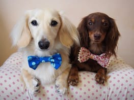 無料の犬服型紙 作り方ダウンロード 蝶ネクタイ 愛犬のための犬服 ペット服の型紙通販 作り方 教室 Milla Milla 無料の犬服型紙 作り方ダウンロード 蝶ネクタイ 愛犬のための犬服 ペット服の型紙通販 作り方 教室 Milla Milla