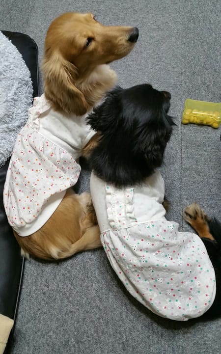 ちみさんのバルーンブラウス作品 愛犬のための犬服 ペット服の型紙通販 作り方 教室 Milla Milla