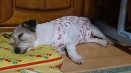 無料タンクトップ Millacra 愛犬のための犬服 ペット服の型紙通販 作り方 教室 Milla Milla