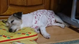 無料タンクトップ Millacra 愛犬のための犬服 ペット服の型紙通販 作り方 教室 Milla Milla 無料タンクトップ Millacra 愛犬のための犬服 ペット服の型紙通販 作り方 教室 Milla Milla