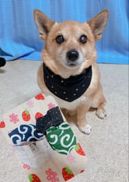 犬服のハンドメイド作品 みんなのかわいい手作り犬服 愛犬のための犬服 ペット服の型紙通販 作り方 教室 Milla Milla 犬服のハンドメイド作品 みんなのかわいい手作り犬服 愛犬のための犬服 ペット服の型紙通販 作り方 教室 Milla Milla