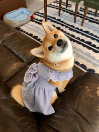 サマードレス Millacra 愛犬のための犬服 ペット服の型紙通販 作り方 教室 Milla Milla サマードレス Millacra 愛犬のための犬服 ペット服の型紙通販 作り方 教室 Milla Milla