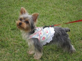 ハーネスウェア Millacra 愛犬のための犬服 ペット服の型紙通販 作り方 教室 Milla Milla