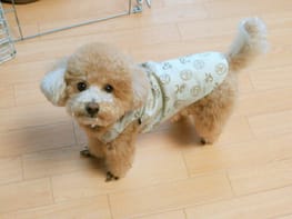 ハーネスウェア Millacra 愛犬のための犬服 ペット服の型紙通販 作り方 教室 Milla Milla ハーネスウェア Millacra 愛犬のための犬服 ペット服の型紙通販 作り方 教室 Milla Milla