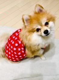 バルーンブラウス Millacra 愛犬のための犬服 ペット服の型紙通販 作り方 教室 Milla Milla