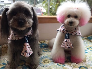 愛犬のための犬服 ペット服の型紙通販 作り方 教室 Milla Milla