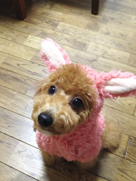 ちゃちゃさんのうさぎ パンダ変身コスチューム作品 愛犬のための犬服 ペット服の型紙通販 作り方 教室 Milla Milla