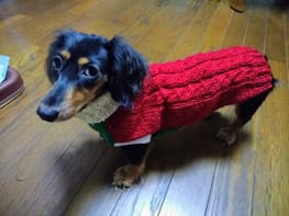 タンクトップ Millacra 愛犬のための犬服 ペット服の型紙通販 作り方 教室 Milla Milla タンクトップ Millacra 愛犬のための犬服 ペット服の型紙通販 作り方 教室 Milla Milla