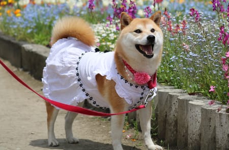 柴犬マイアさんのサマードレス作品 愛犬のための犬服 ペット服の型紙通販 作り方 教室 Milla Milla