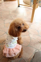 無料の犬服型紙 作り方ダウンロード タンクトップ 愛犬のための犬服 ペット服の型紙通販 作り方 教室 Milla Milla 無料の犬服型紙 作り方ダウンロード タンクトップ 愛犬のための犬服 ペット服の型紙通販 作り方 教室 Milla Milla