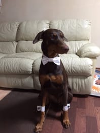 無料の犬服型紙 作り方ダウンロード 蝶ネクタイ 愛犬のための犬服 ペット服の型紙通販 作り方 教室 Milla Milla ミラミラ