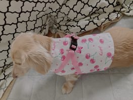 ハーネスウェア Millacra 愛犬のための犬服 ペット服の型紙通販 作り方 教室 Milla Milla